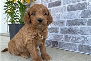 Oakland - Goldendoodle, Mini for sale