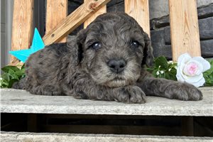 Onyx - puppy for sale