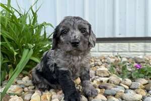 Michael - Goldendoodle, Mini for sale