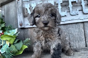 Claire - puppy for sale