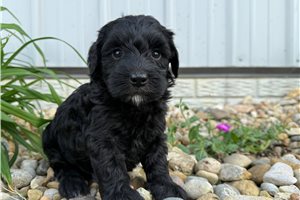 Maeve - puppy for sale