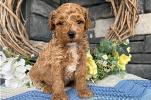 Chester - Goldendoodle, Mini for sale