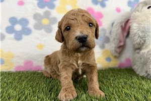 Juliet - puppy for sale