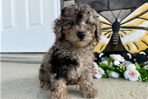 Shyla - Goldendoodle, Mini for sale
