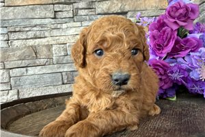 Otis - puppy for sale