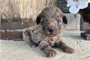 Lucy - puppy for sale