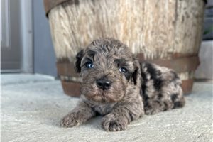 Leslie - puppy for sale
