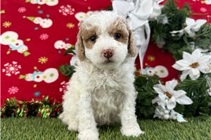 Luna - Goldendoodle, Mini for sale