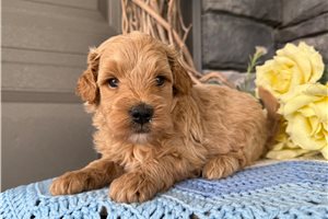 Carter - puppy for sale