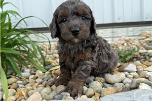 Magnolia - puppy for sale