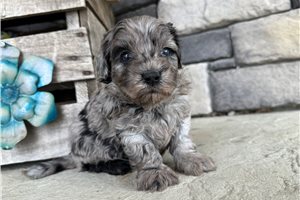 Zane - Goldendoodle, Mini for sale