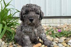 Mila - Goldendoodle, Mini for sale