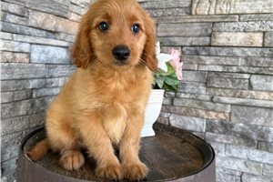 Ollie - Goldendoodle, Mini for sale