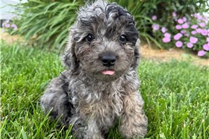 Orion - Goldendoodle, Mini for sale