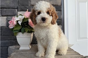 Liam - puppy for sale
