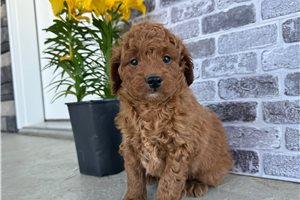 Otis - Goldendoodle, Mini for sale