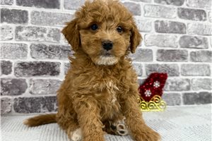 Leonardo - puppy for sale