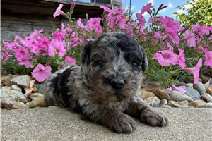Zachary - puppy for sale