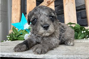 Omar - Mini Goldendoodle for sale