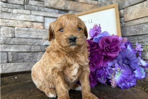 Ocean - puppy for sale