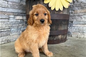 Ollie - Goldendoodle, Mini for sale