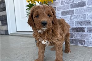 Ozzy - Goldendoodle, Mini for sale