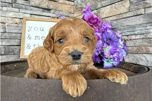 Oakland - Mini Goldendoodle for sale