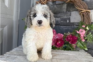 Dale - puppy for sale