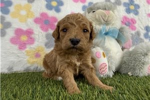 Jenny - puppy for sale