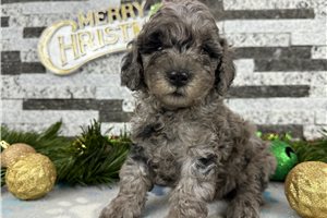 Camila - puppy for sale