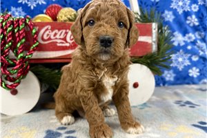 Landon - Goldendoodle, Mini for sale