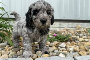 Millie - puppy for sale