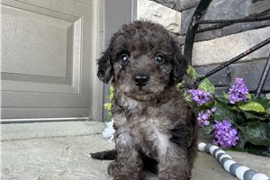 Savannah - puppy for sale