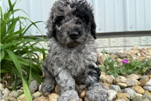 Mateo - puppy for sale