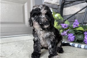 Shadow - Goldendoodle, Mini for sale