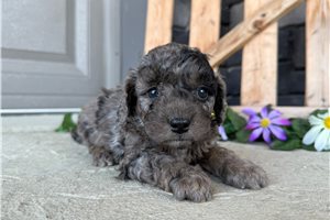 Orion - Goldendoodle, Mini for sale