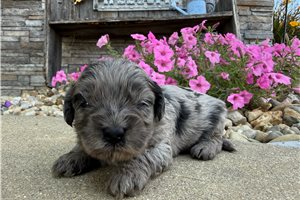 Zane - Goldendoodle, Mini for sale