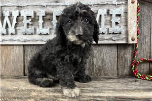 Caroline - puppy for sale