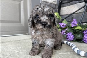 Sonic - puppy for sale