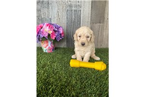 Rylee - Mini Goldendoodle for sale
