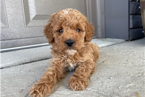 Porter - puppy for sale