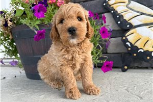 Carter - Goldendoodle, Mini for sale