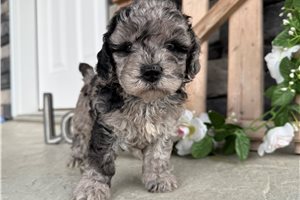 Dory - Goldendoodle, Mini for sale