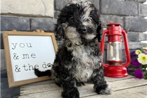 Shadow - Goldendoodle, Mini for sale