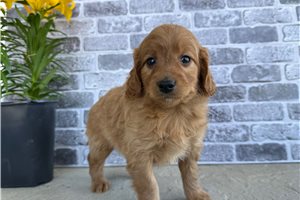 Ollie - Goldendoodle, Mini for sale