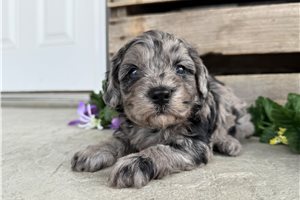 Trudy - puppy for sale