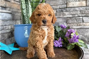 Chester - Mini Goldendoodle for sale