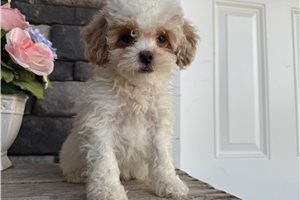 Levi - puppy for sale
