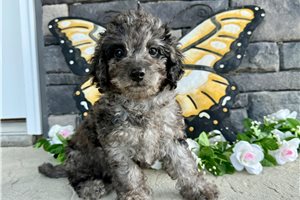 Savannah - Mini Goldendoodle for sale