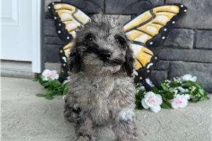 Sonic - Goldendoodle, Mini for sale